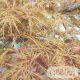 Acer palmatum ‘Ornatum’