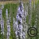 Aconitum carm. 'Stainless Steel'