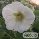 Alcea rosea 'Pleniflora'  (wit)