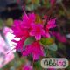 Rhododendron jap. 'Amoena'