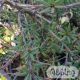 Berberis stenophylla				