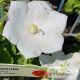 Campanula carpatica ‘White Clips’