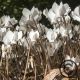 Cyclamen hederifolium 'Album'  