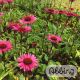 Echinacea 'Fatal Attraction®'