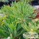 Euphorbia characias subsp. Wulfenii