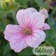 Geranium endressii 'Wargrave Pink' 