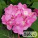 Hydrangea 'Endless Summer, BloomStar® Rose