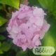 Hydrangea macrophylla 'Bouquet Rose'