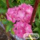 Hydrangea macrophylla 'Little Pink'