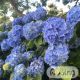 Hydrangea macrophylla ’Nikko Bleu’