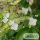 Hydrangea paniculata ’Kyushu’