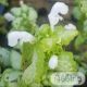 Lamium maculatum 'White Nancy' 