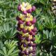 Lupinus West Country Manh. Lights