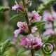Lythrum salicaria 'Blush'  