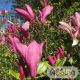 Magnolia liliiflora ´Nigra´