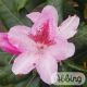 Rhododendron 'Cosmopolitan'                                 