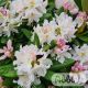 Rhododendron 'Cunningham's White'  30-40 cm