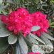 Rhododendron 'Nova Zembla' 60-80 cm