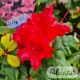 Rhododendron 'Scarlet Wonder'                                       