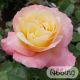 Rosa 'Apricot Queen Elizabeth'