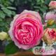 Rosa 'Eden Rose'®