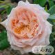 Rosa 'Garden of Roses'®