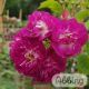 Rosa 'Perennial Blue'® Stamroos
