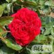 Rosa 'Red Meilove'® Stamroos