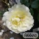 Rosa 'White Meilove'® Stamroos