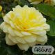 Rosa 'Yellow' Meilove'® Stamroos