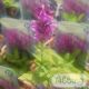 Salvia nemorosa 'Sensation Rose®' 