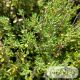 Thymus vulgaris 'Compactus'